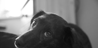 Богдан Ковальчук. Ден