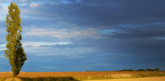 Андрій Содомора. «Кругом поле, як те море…»