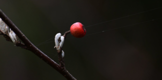 Андрій Содомора. «Ой одна я, одна…»
