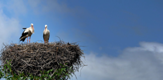 Андрій Содомора. Бузьки прилетіли!..