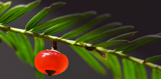 Людмила Таран. Четверта група крові