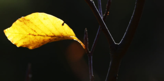 Андрій Содомора. «І золотої, й дорогої…»