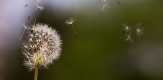 Андрій Содомора. Стежками однієї рими