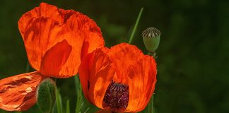 Андрій Содомора. Розкіш