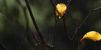 Андрій Содомора. Листи, листки…