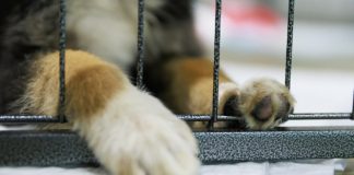 Стали відомі короткі списки премії дитячої літератури «Гуманна книжка» від UAnimals